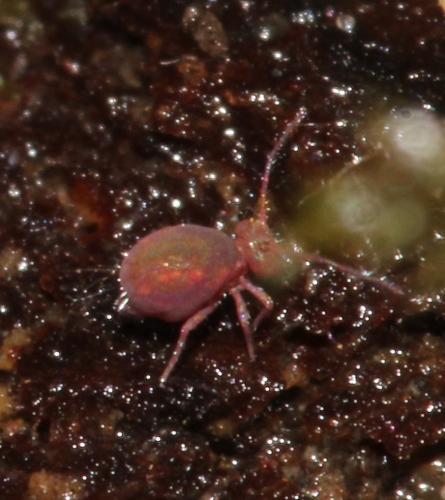 Calvatomina rufescens